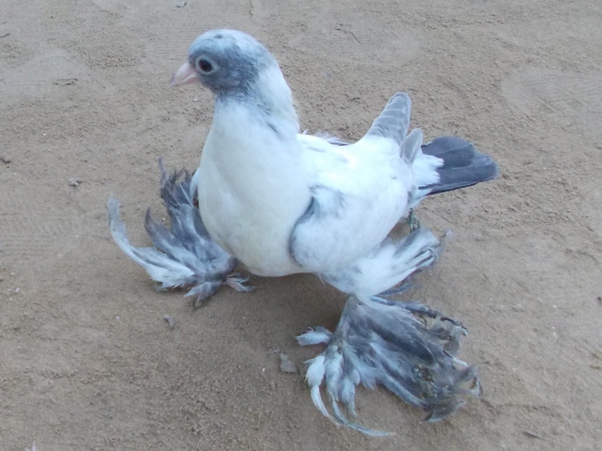 Туркменские бойные голуби