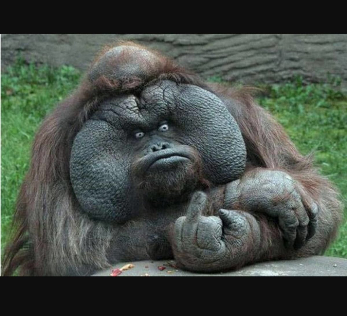 Жирная горилла