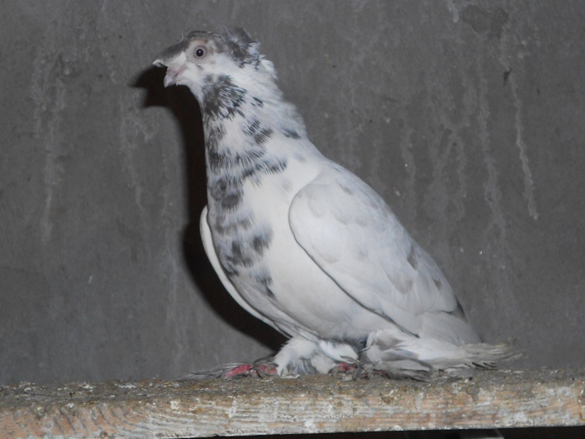 Андижанские бойные голуби глаза