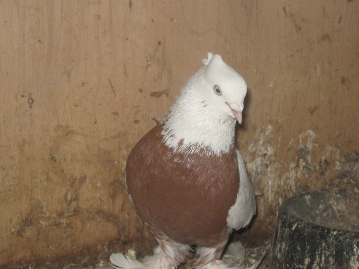 Голуби породы айдижансы