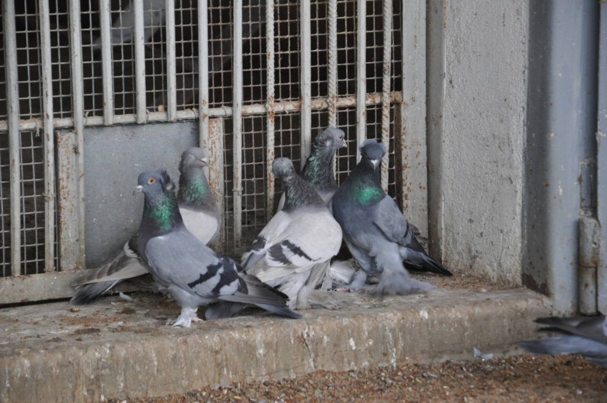 Бухарские голуби бойные голуби