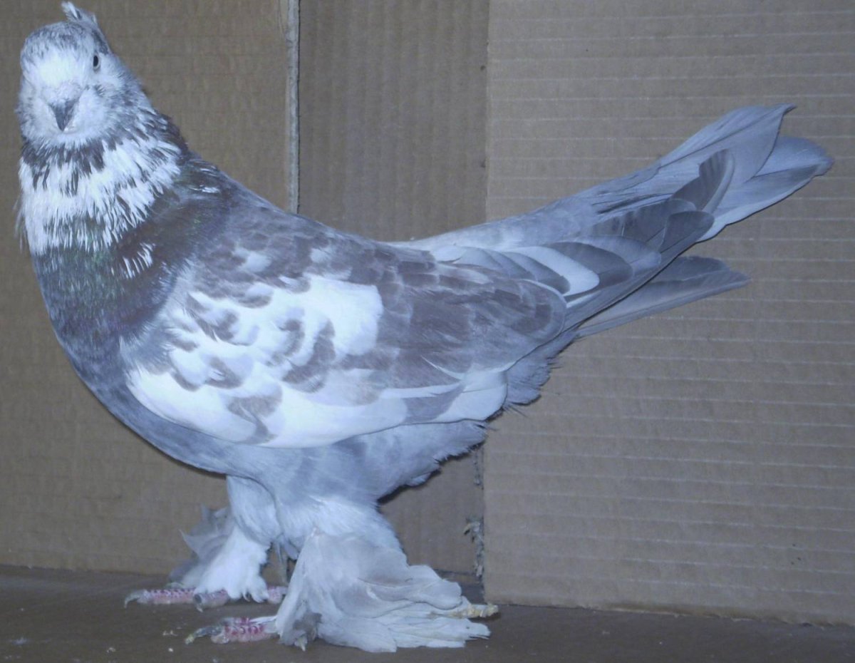 Андижанские бойные голуби