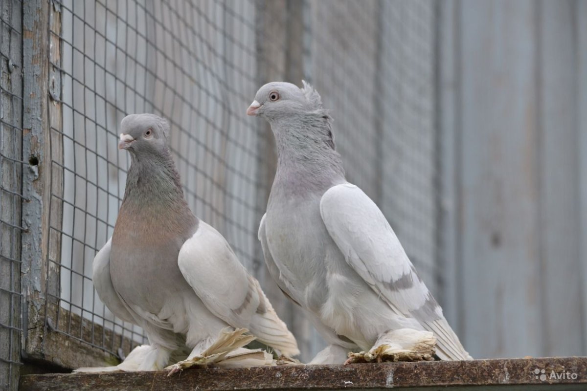 Узбекские высоколетные бойные голуби