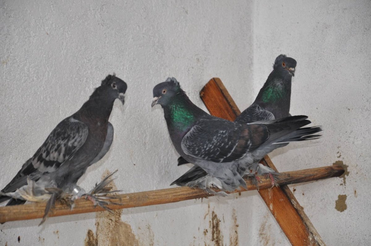 Бойные голуби Чили