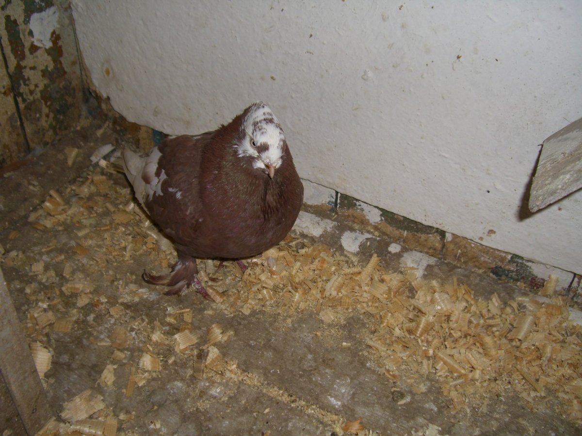 Андижанские бойные голуби фото