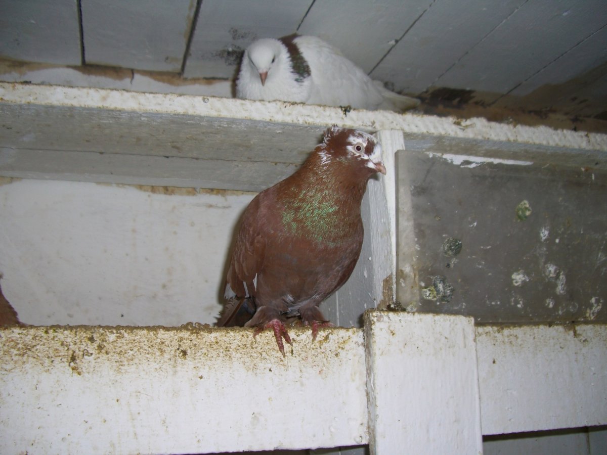 Андижанские голуби фото