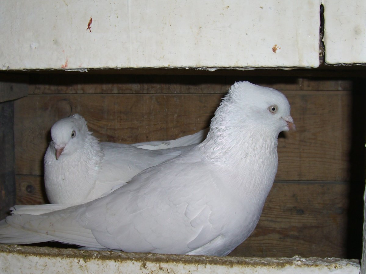 Порода голубей андижанцы