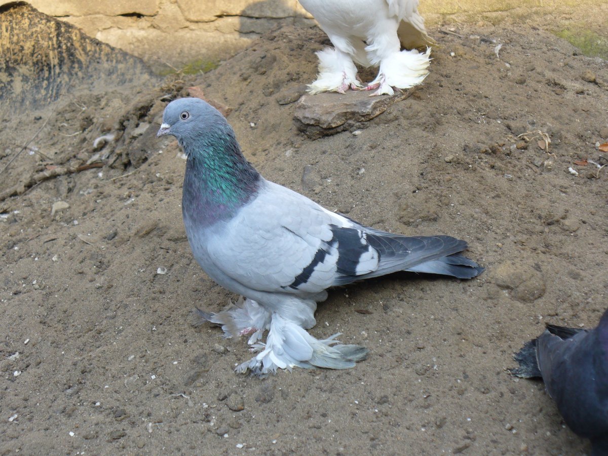 Голуби Агараны бойные