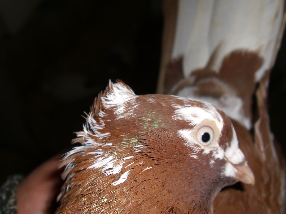 Коричневый голубь