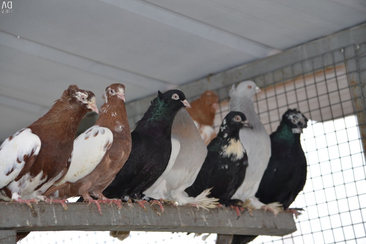 Леушковские бойные голуби