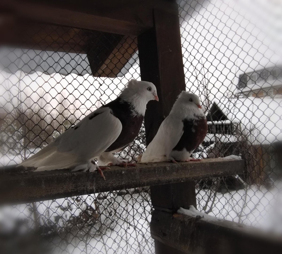 Андижанские голуби Хаккя