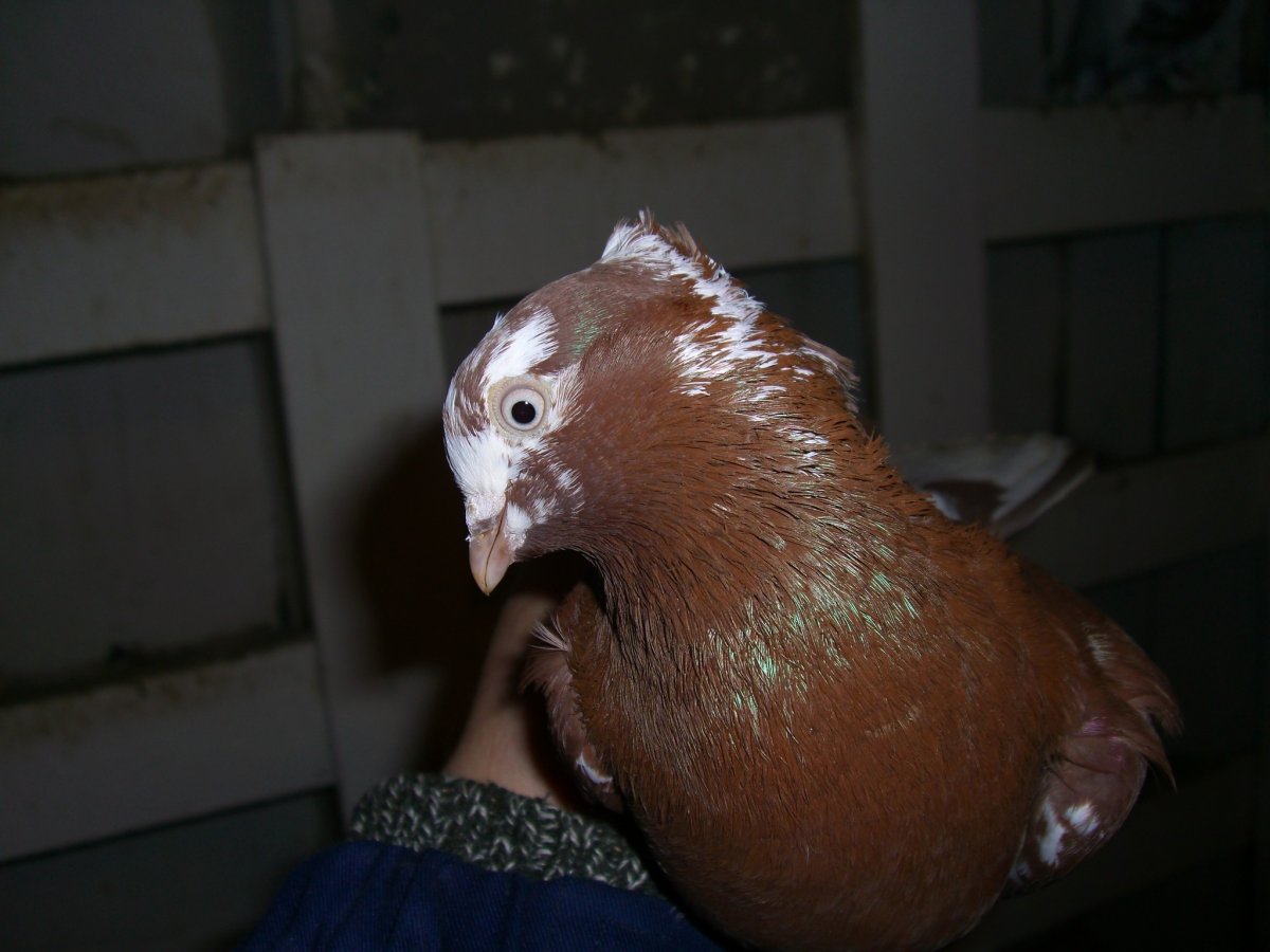 Голуби андижанцы