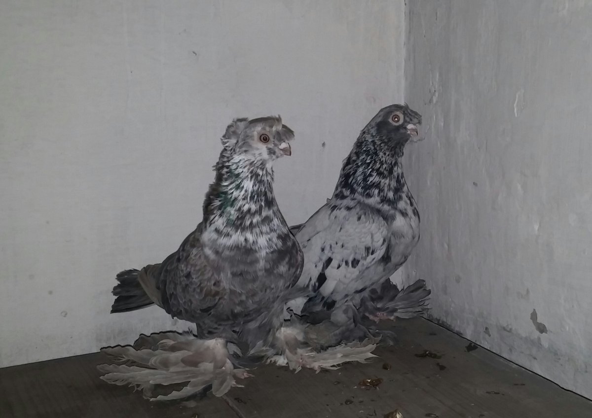 Узбекские бойные голуби Гульсары