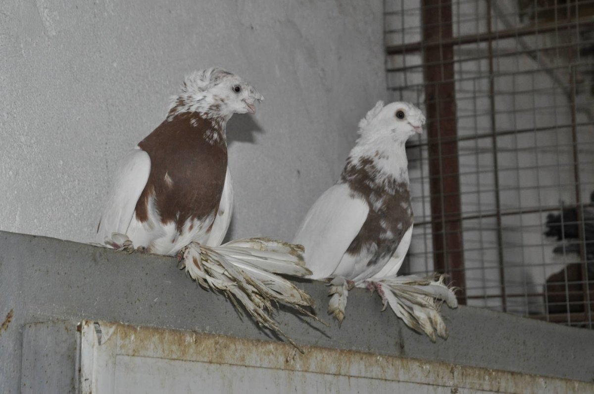 Бойные голуби капканы