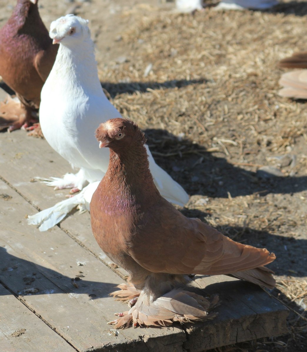 Воронежские голуби