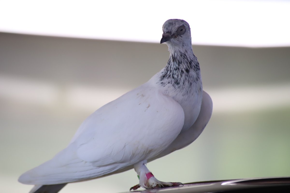 Голуби Клинцов