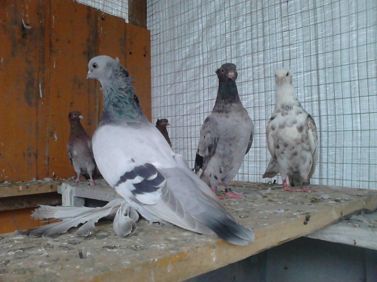 Армянские голуби фото