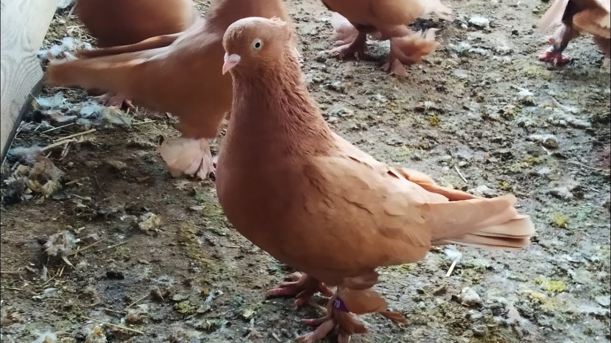 Узбекские голуби питание