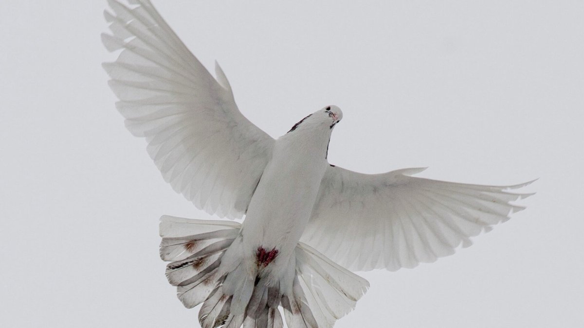 Голуби бойные турецкая Такла