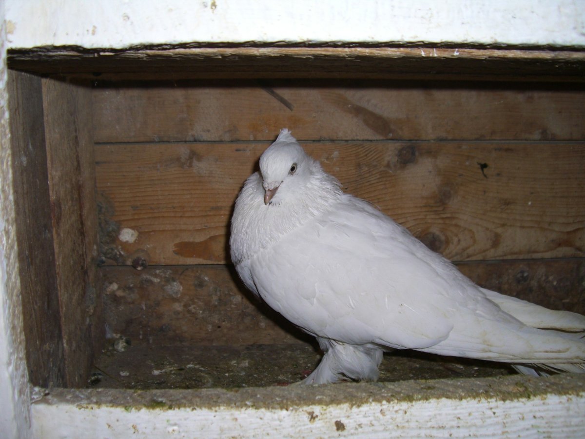 Узбекские бойные высоколетные