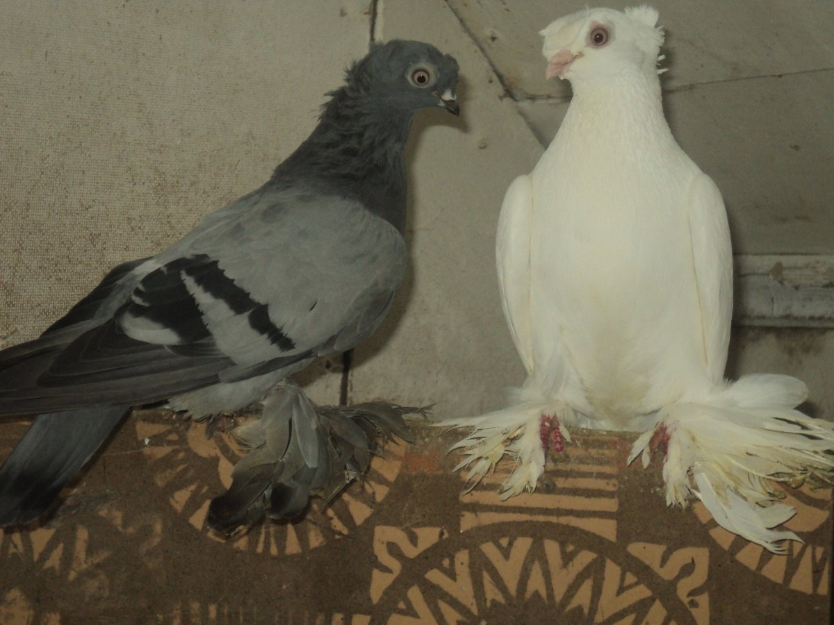 Андижанские двухчубые голуби