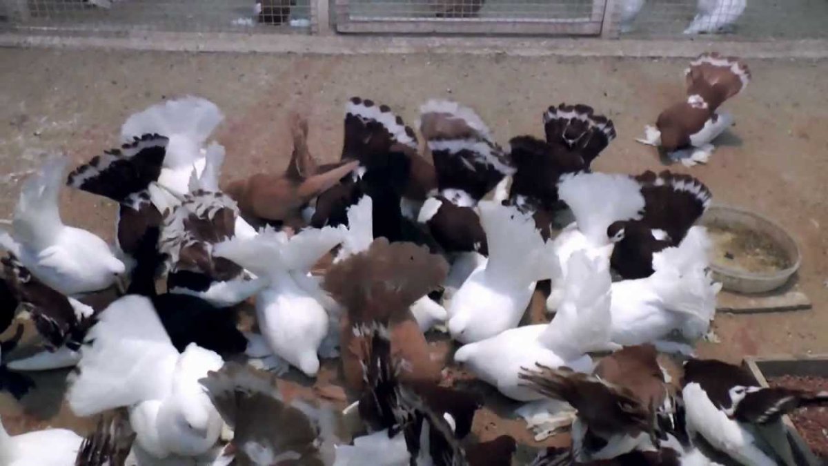 Голуби статные ростовские