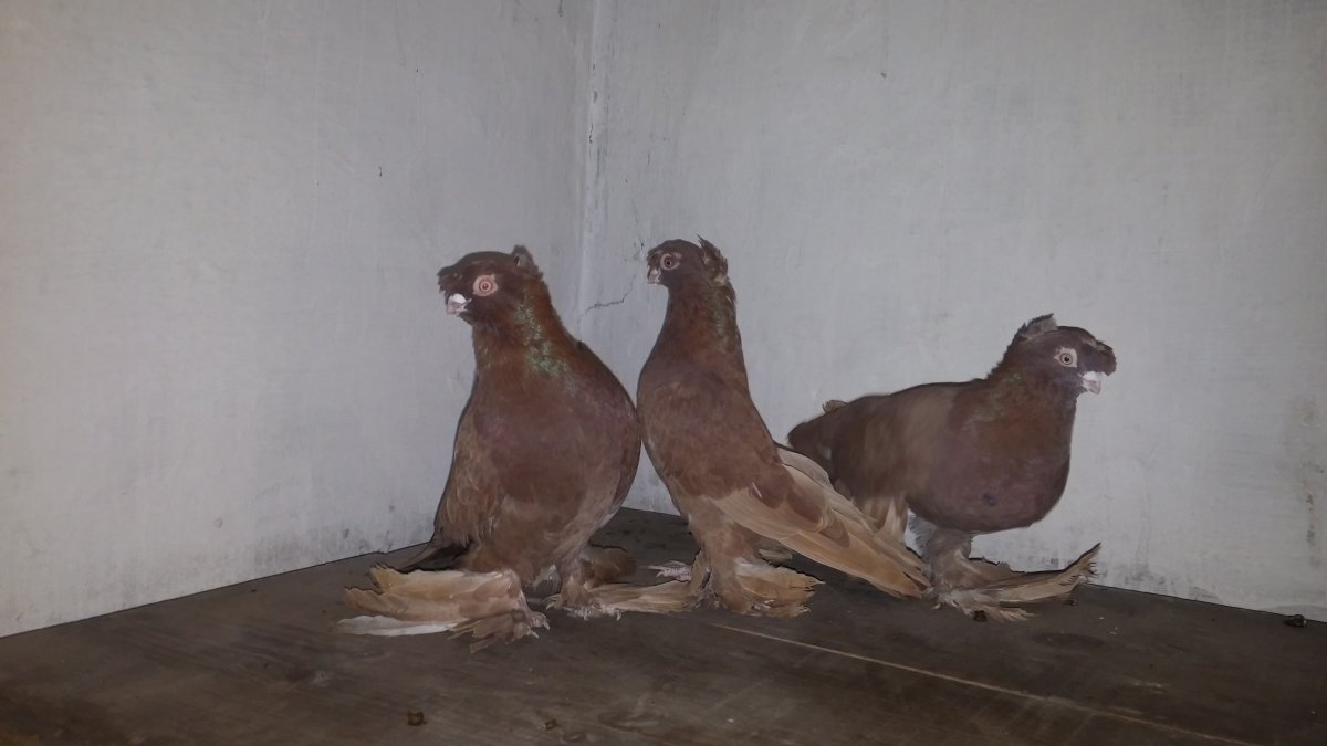 Бойные двучубые голубей