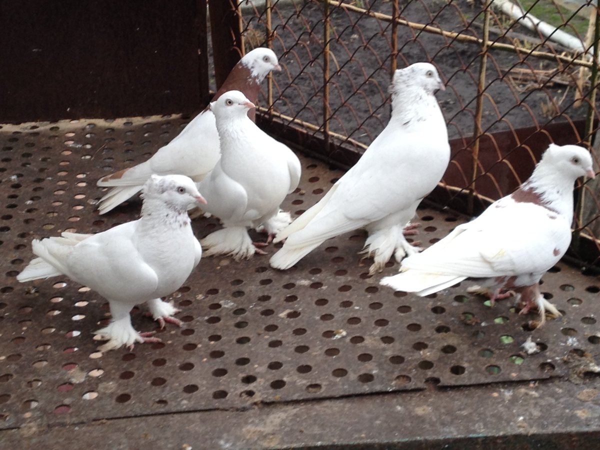 Бакинцы двухчубые мраморные