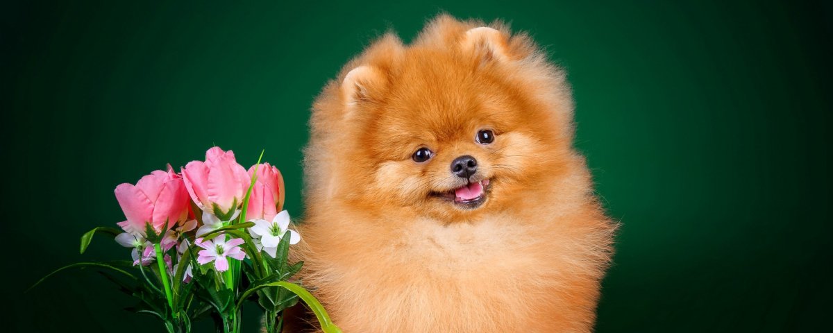 Милые Шпицы