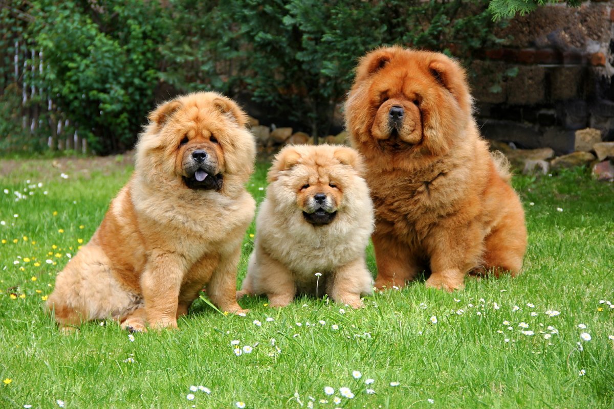 Чау-чау собака