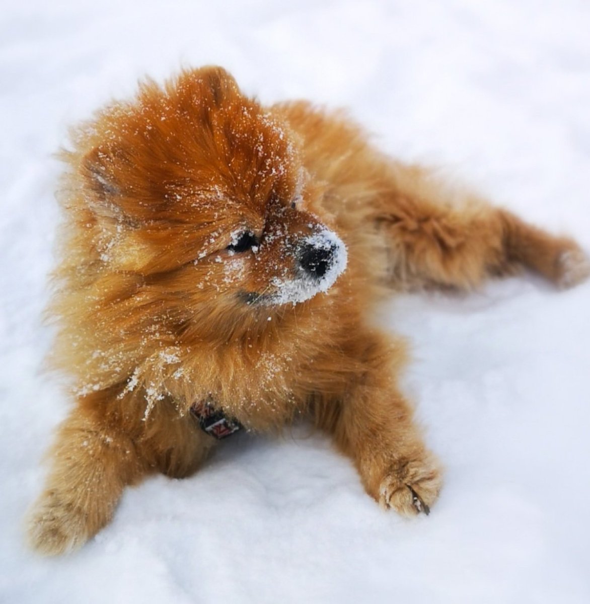 Шпиц померанский карликовый ры