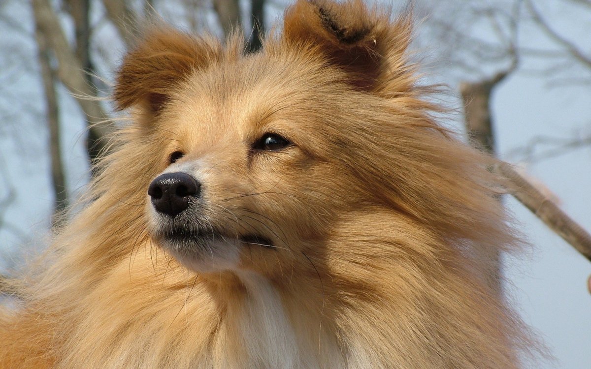 Шелти собака