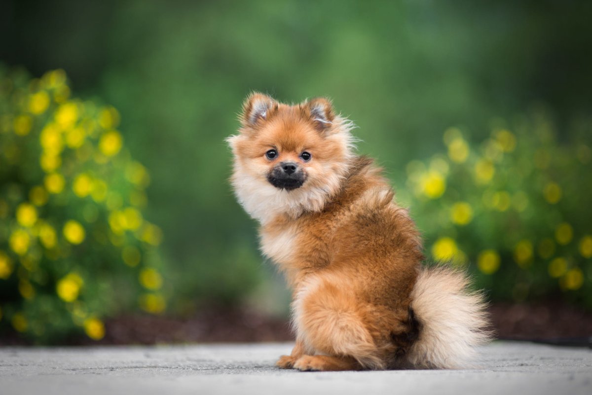 Шпиц померанский карликовый рыжий