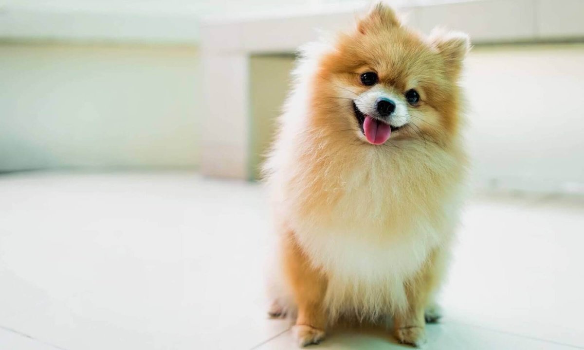 Померанский шпиц породы собак