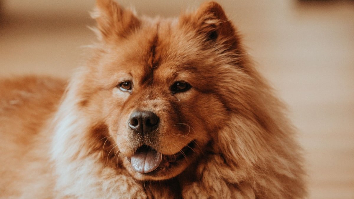 Чау-чау длинношерстный