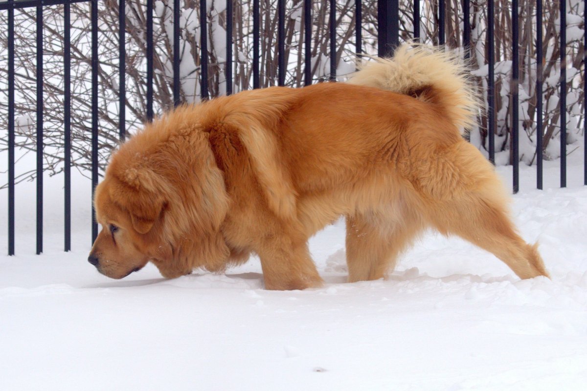Чау-чау и тибетский мастиф