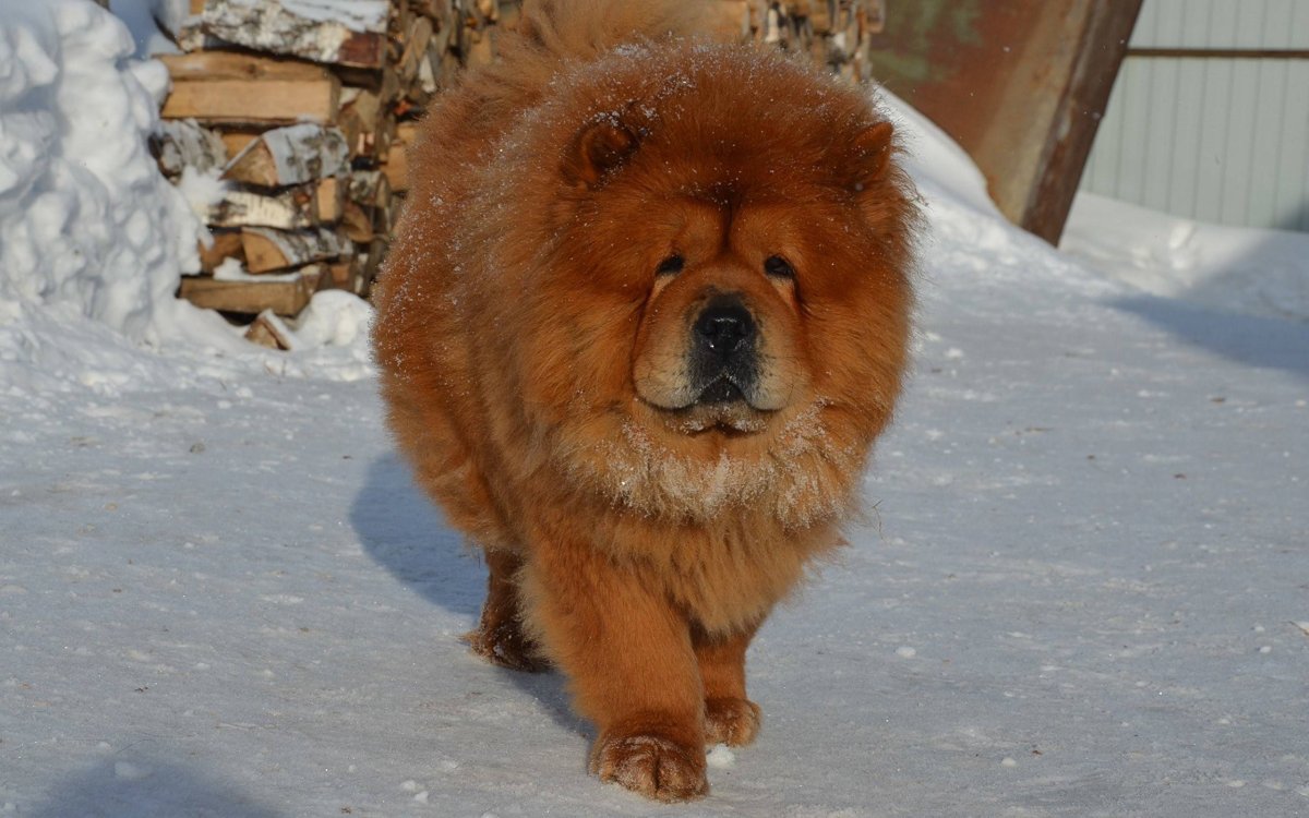 Порода Чао Чао