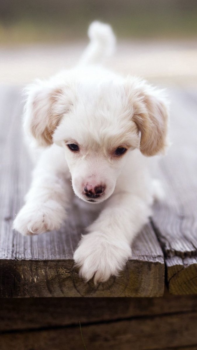 Милый щенок