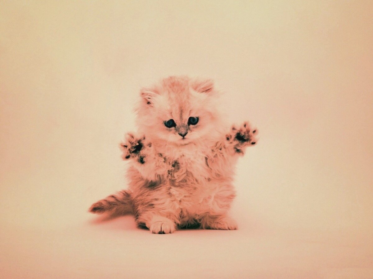 Милые котики