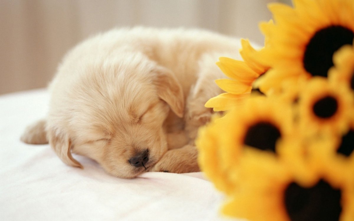 Картинки на рабочий стол животные