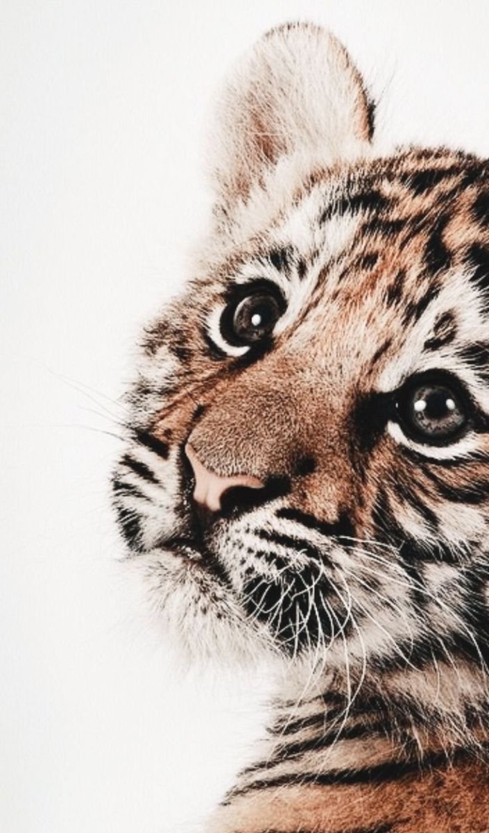 Милые тигрята