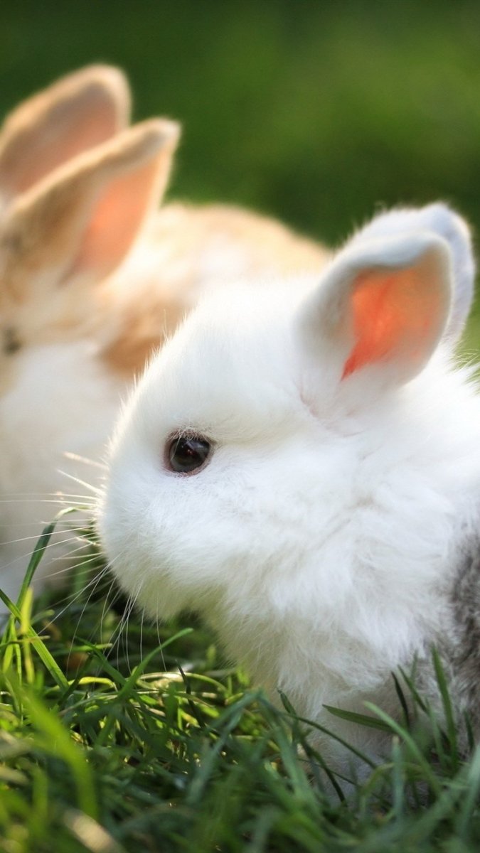 Красивый зайчик