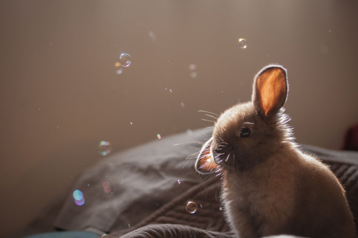 Милашки животные