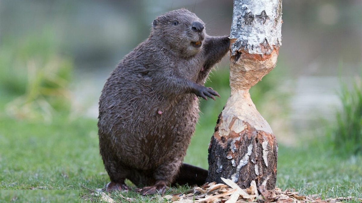 Лив БОБРИХИ