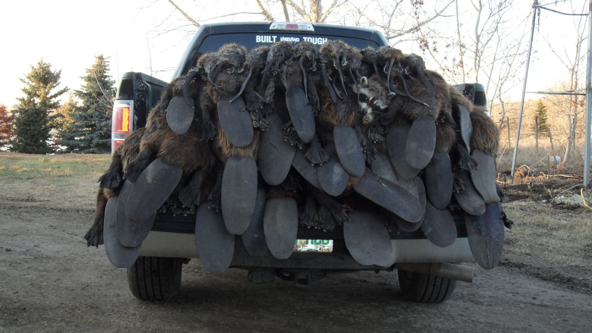 Куча Бобров