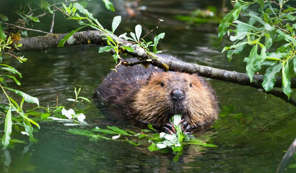 Канадский Бобр (Castor canadensis)