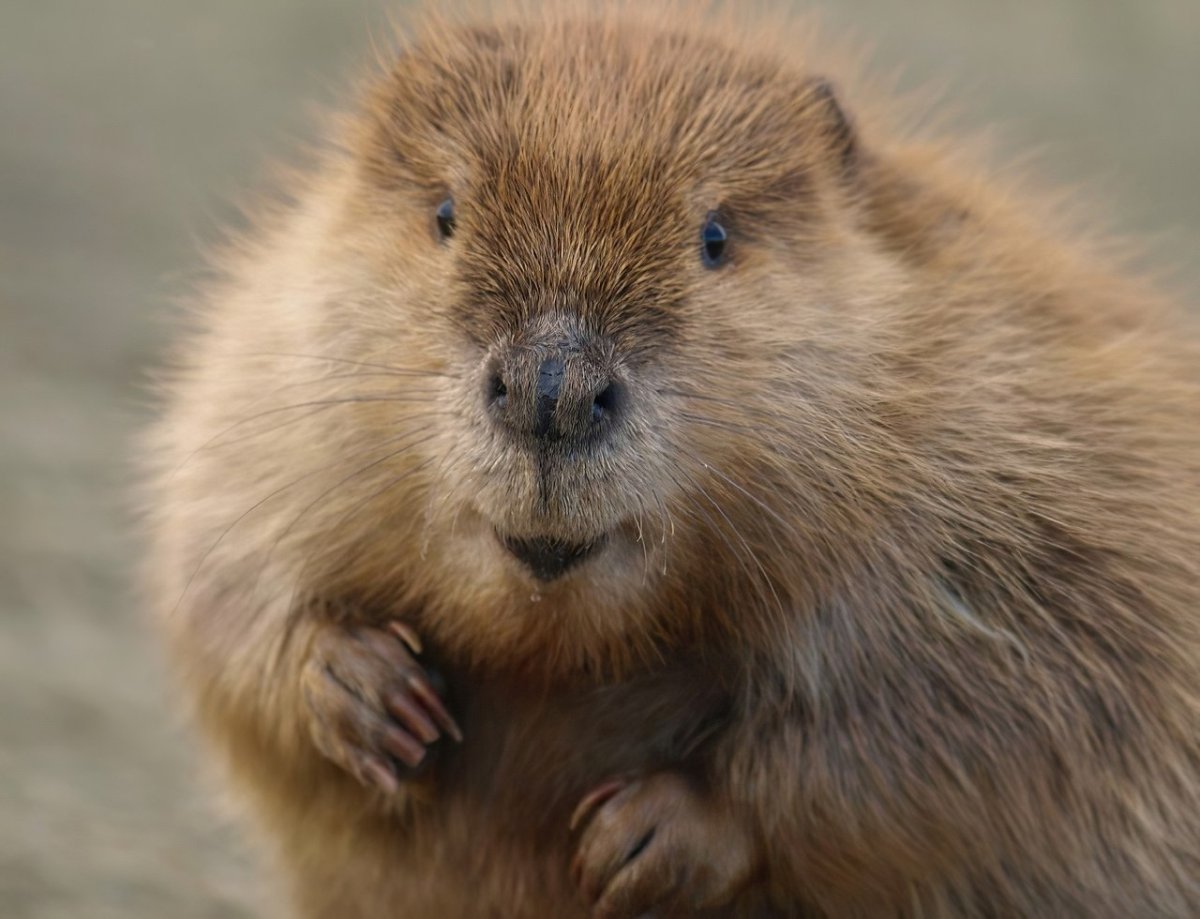 Милый Бобр