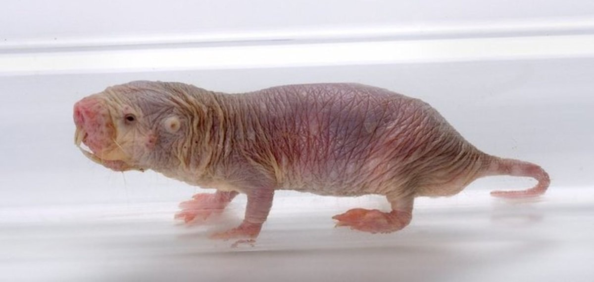 Земляной землекоп крыса