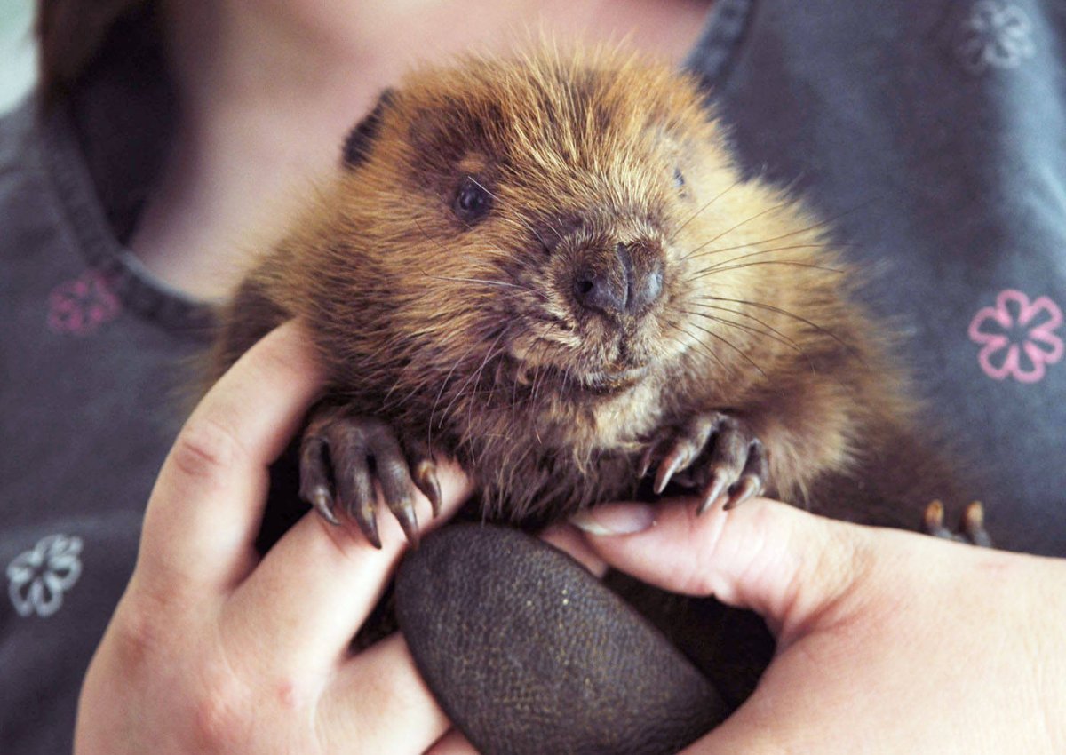 Обыкновенный Бобр