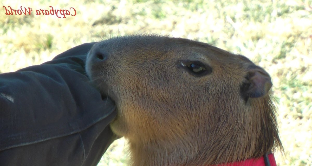 Капибара рост